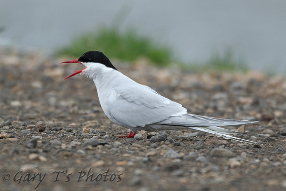 Arctic Tern (Adult Summer)