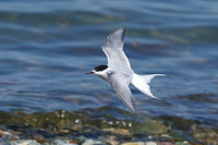 Arctic Tern (1st Summer)