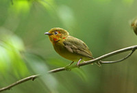 Band-tailed Manakin (Male)
