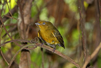 Band-tailed Manakin (Female)