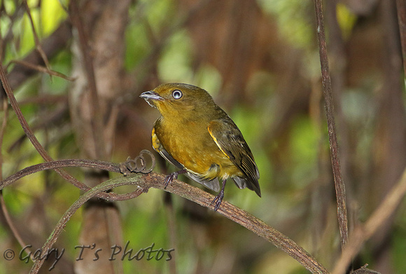 Band-tailed Manakin (Female)