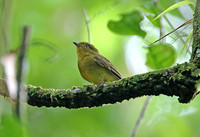 Band-tailed Manakin (Female)