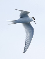 Arctic Tern (1st Winter)