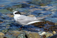 Arctic Tern (1st Summer)