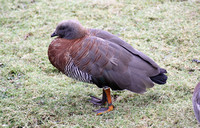 Ashy-headed Goose