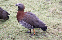 Ashy-headed Goose (Adult)