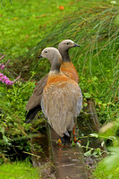 Ashy-headed Goose (Pair)