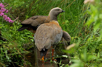 Ashy-headed Goose (Pair)