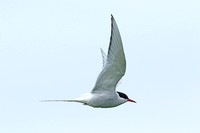 Arctic Tern (Adult Summer)