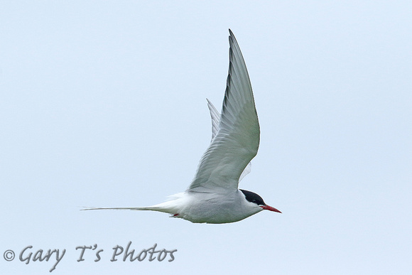 Arctic Tern (Adult Summer)