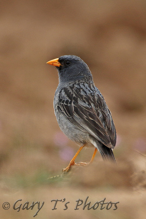 Band-tailed Sierra-finch (Male)