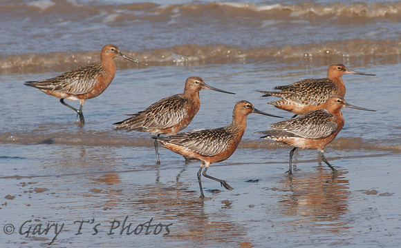 Bar-tailed Godwit (Flock - Adult Summers)