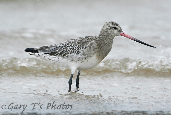 Bar-tailed Godwit (Adult Winter)