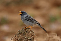 Band-tailed Sierra-finch