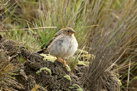 Band-tailed Sierra-finch (Female)