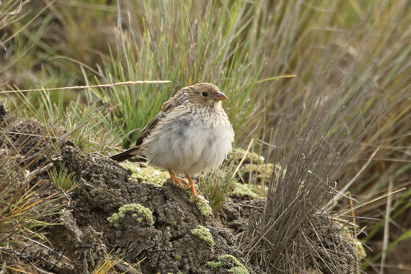 Band-tailed Sierra-finch (Female)