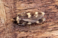 Oegoconia quadripuncta (Four-spotted Obscure)
