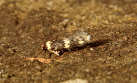 Oegoconia quadripuncta (Four-spotted Obscure)