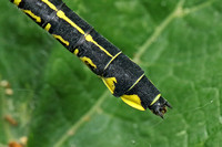 Club-tailed Dragonfly (Gomphus vulgatissimus - Female)