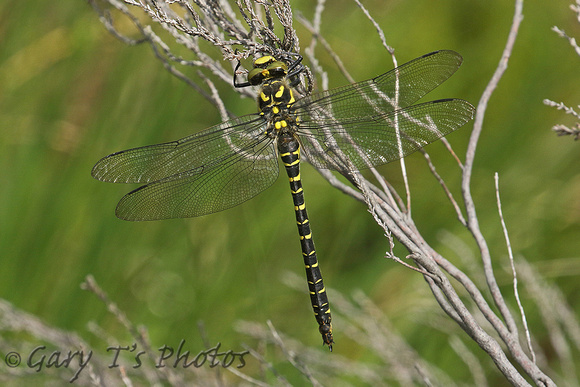 Golden-ringed Dragonfly (Cordulegaster boltonii - Female)