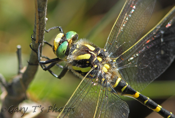 Golden-ringed Dragonfly (Cordulegaster boltonii - Male)