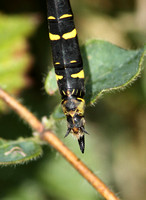Golden-ringed Dragonfly (Cordulegaster boltonii - Female)