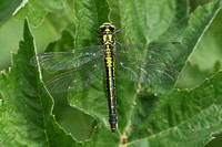 Club-tailed Dragonfly (Gomphus vulgatissimus - Female)