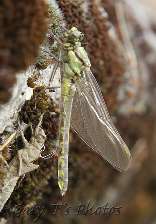 Club-tailed Dragonfly (Gomphus vulgatissimus - Female Immature)