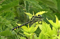 Club-tailed Dragonfly (Gomphus vulgatissimus - Male)