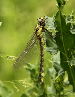 Club-tailed Dragonfly (Gomphus vulgatissimus - Male Immature)