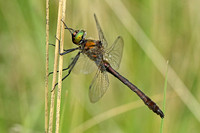 Club-tailed, Golden-ringed and Emerald Dragonflies