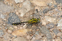 Club-tailed Dragonfly (Gomphus vulgatissimus - Male)