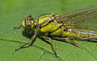 Club-tailed Dragonfly (Gomphus vulgatissimus - Female Immature)