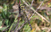 Golden-ringed Dragonfly (Cordulegaster boltonii - Male)