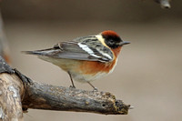 Bay-breasted Warbler (Male)