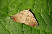 Noctuidae (Rivulinae, Hypeninae & Herminiinae)