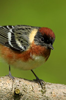 Bay-breasted Warbler (Male)