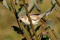 Barred Warbler (1st Winter)