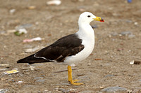 Belchers (Band-tailed) Gull