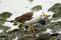 Belchers (Band-tailed) Gull (Adult Summer)