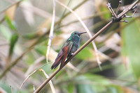 Berryline Hummingbird (Male)