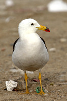 Belchers (Band-tailed) Gull (Adult Summer)
