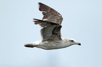 Belchers (Band-tailed) Gull (2nd Winter)