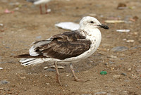 Belchers (Band-tailed) Gull (2nd Summer)