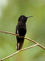 Black Jacobin (Male)