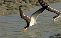 Black Skimmer