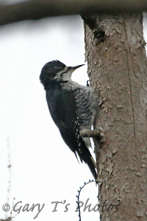 Black-backed Woodpecker (Female)