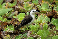 Black-backed Water-tyrant