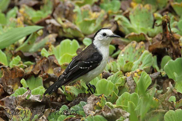 Black-backed Water-tyrant