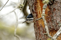 Black-backed Woodpecker (Female)